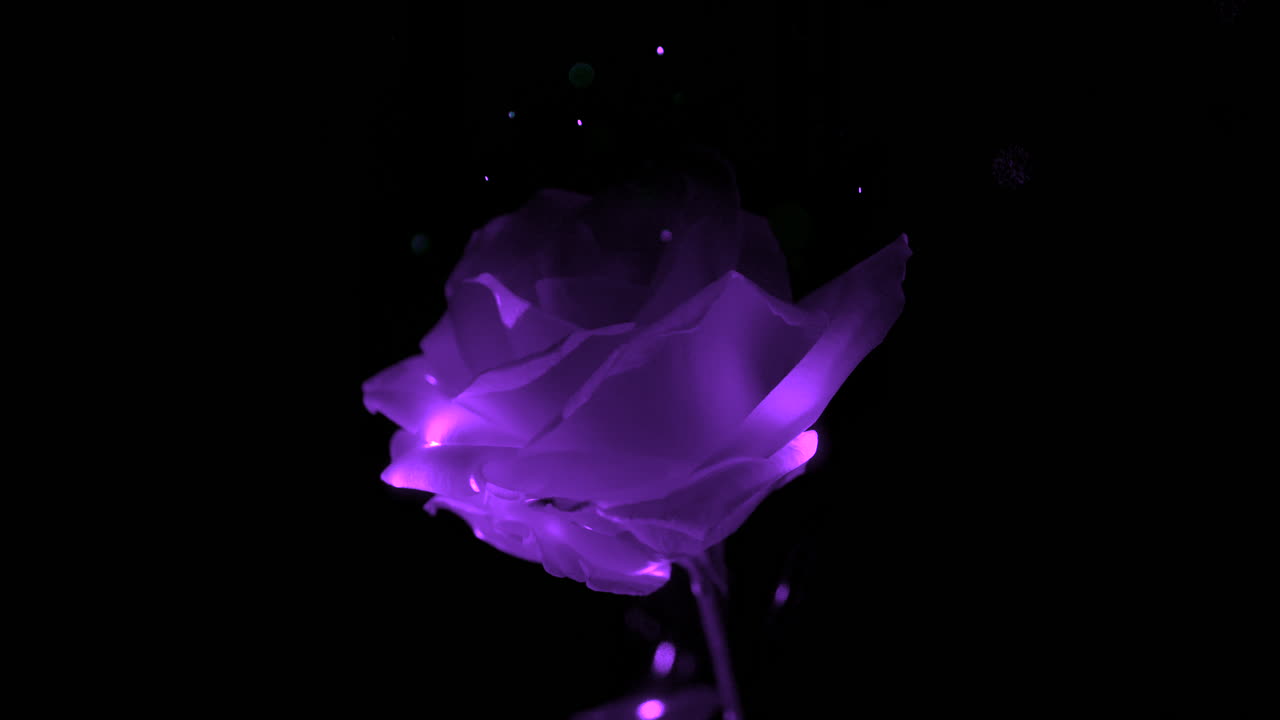 una rosa púrpura encantada en una luz mágica con chispas