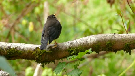 Close-up-of-a-Trush-bird-sitting-on-a-branch-in-a-rain-forest