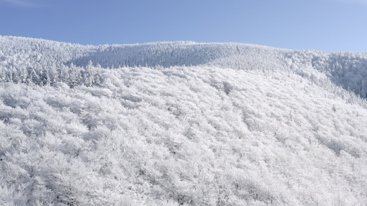 겨울 원더랜드 산 풍경의 공중 촬영, 콧물로 덮인 숲 나무