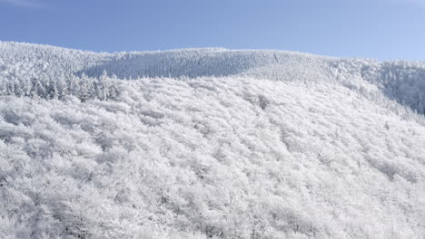 rising aerial shot of a winter wonderland mountain landscape, forest trees covered in snot