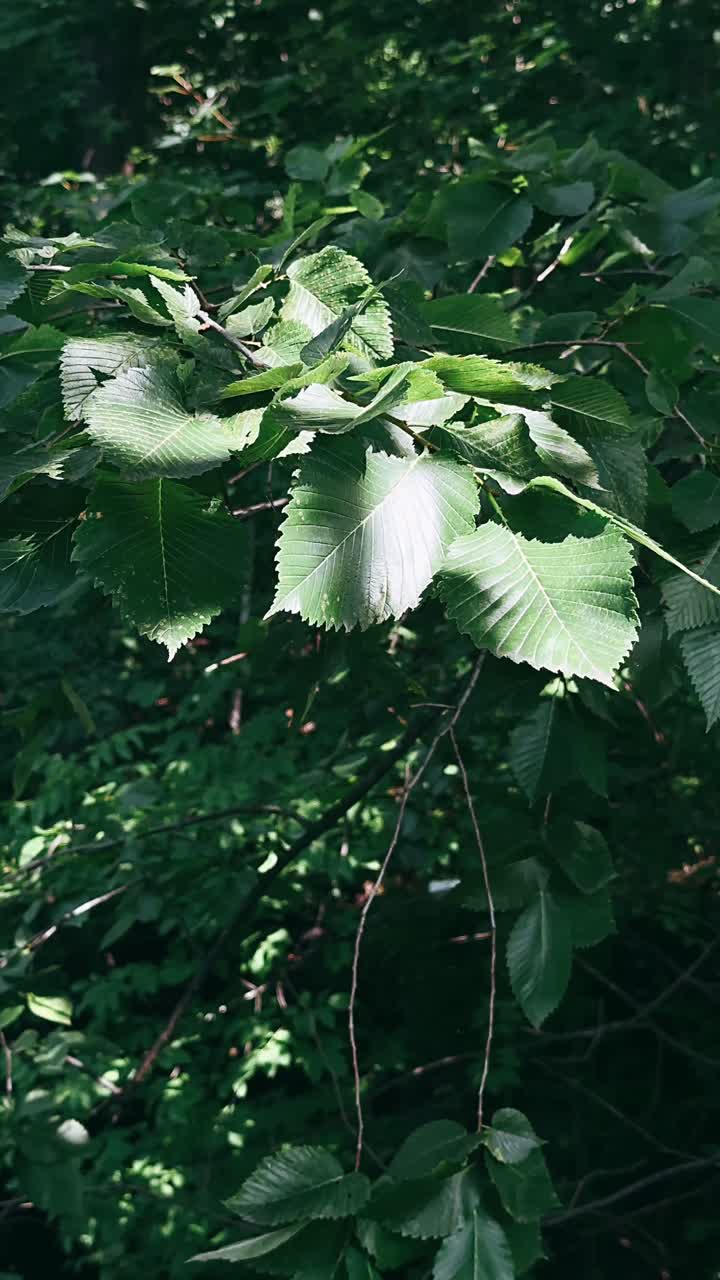hojas verdes en el bosque