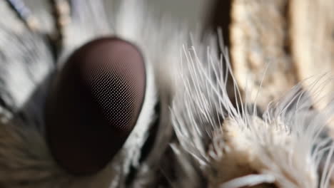 extreme close-up of an insect's compound eye