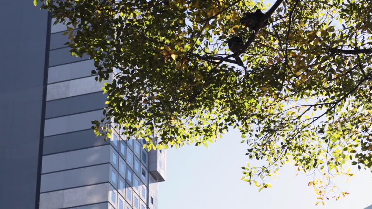 Birds perched on tree branches near skyscraper