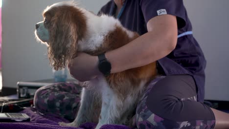 A-dog-trainer-is-sitting-on-the-floor-with-arms-around-a-small-dog