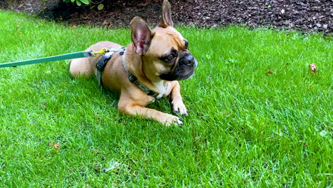 tired french bulldog lies on the grass, resting dog on the grass on the ground with tongue pulled out