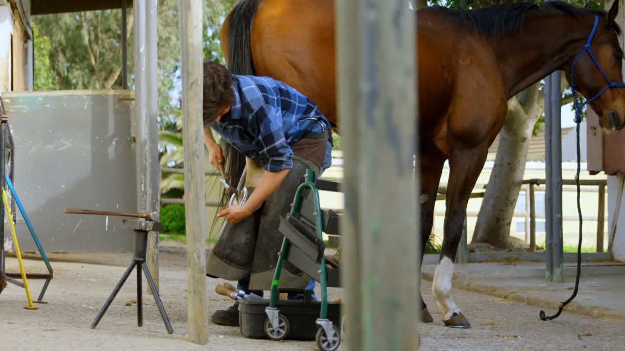 mujer poniendo herraduras en la pierna de caballo 4k