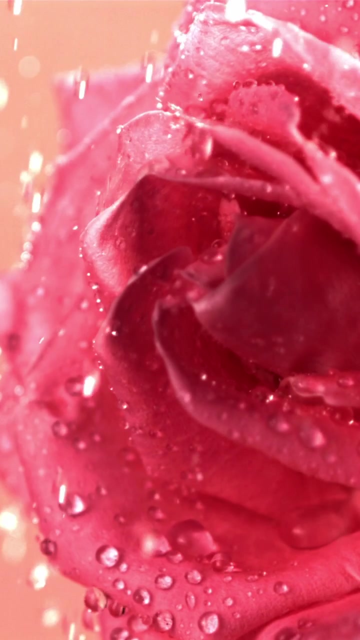 Primo piano di una rosa rosa con gocce d'acqua che cadono