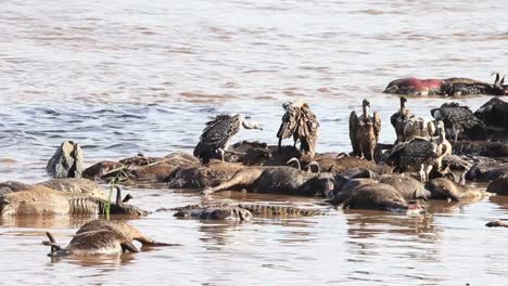 crocodile and vultures feast on raft of dead wildebeest in mara river