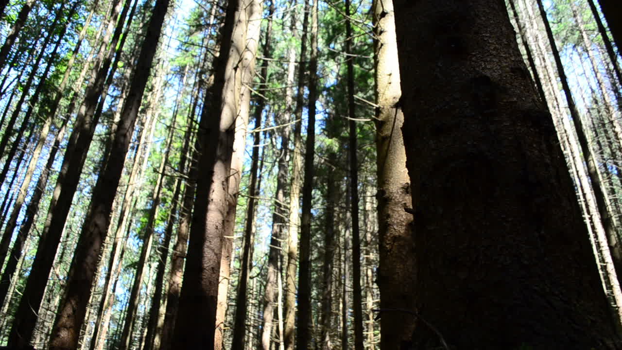 Tronchi di pini nel bosco. Riprese estive, turismo