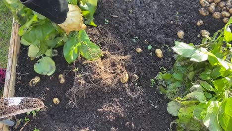las papas se tiran y las papas se esparcen en el suelo y se juntan