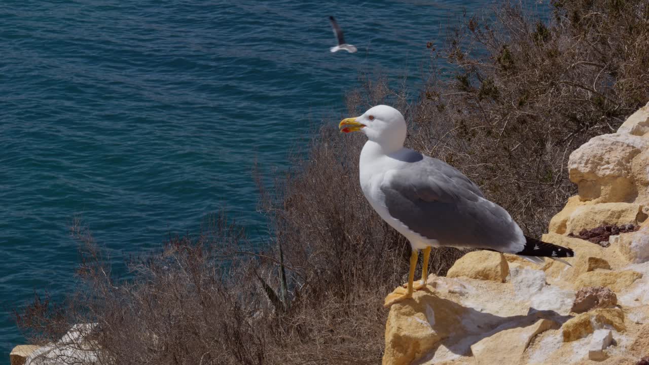 Gabbiano in piedi su una scogliera rocciosa che si affaccia sull'oceano blu.
