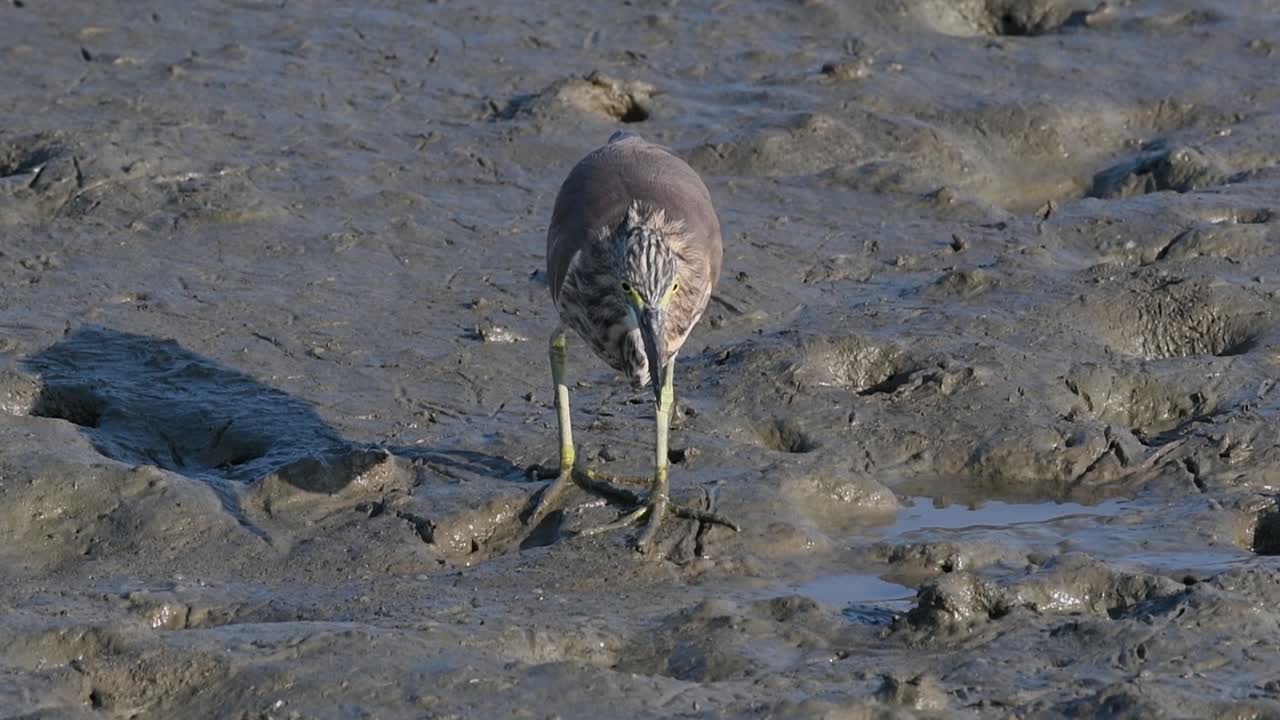 una de las garzas de estanque encontradas en tailandia que muestran diferentes plumajes según la temporada