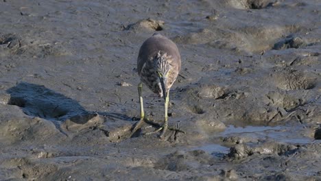 One-of-the-Pond-Herons-found-in-Thailand-which-display-different-plumages-according-to-season