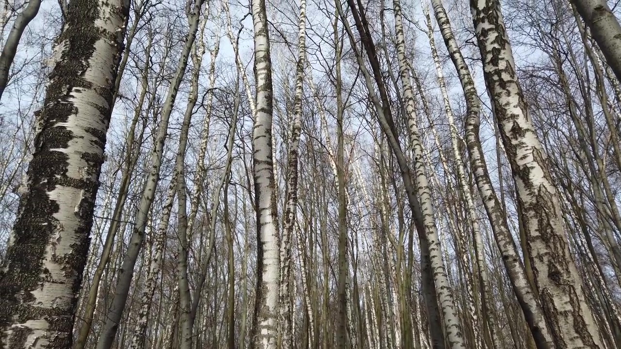 Bjørkestammer. Opptak i vårskogen