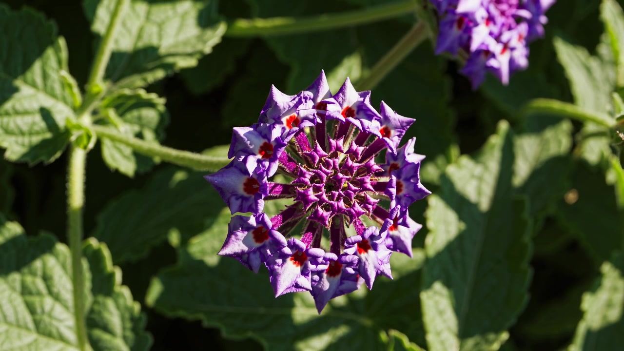 Tidsforløp av en lilla heliotropblomst som blomstrer i sollys