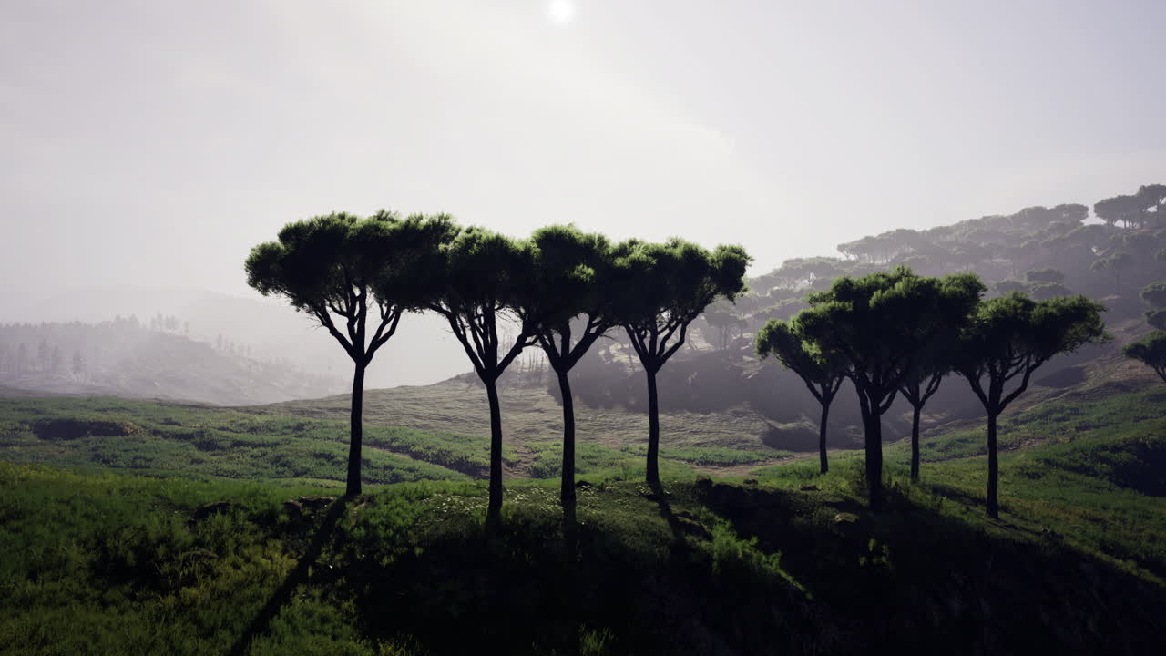 Serenity captured in nature with lush trees on a tranquil hillside