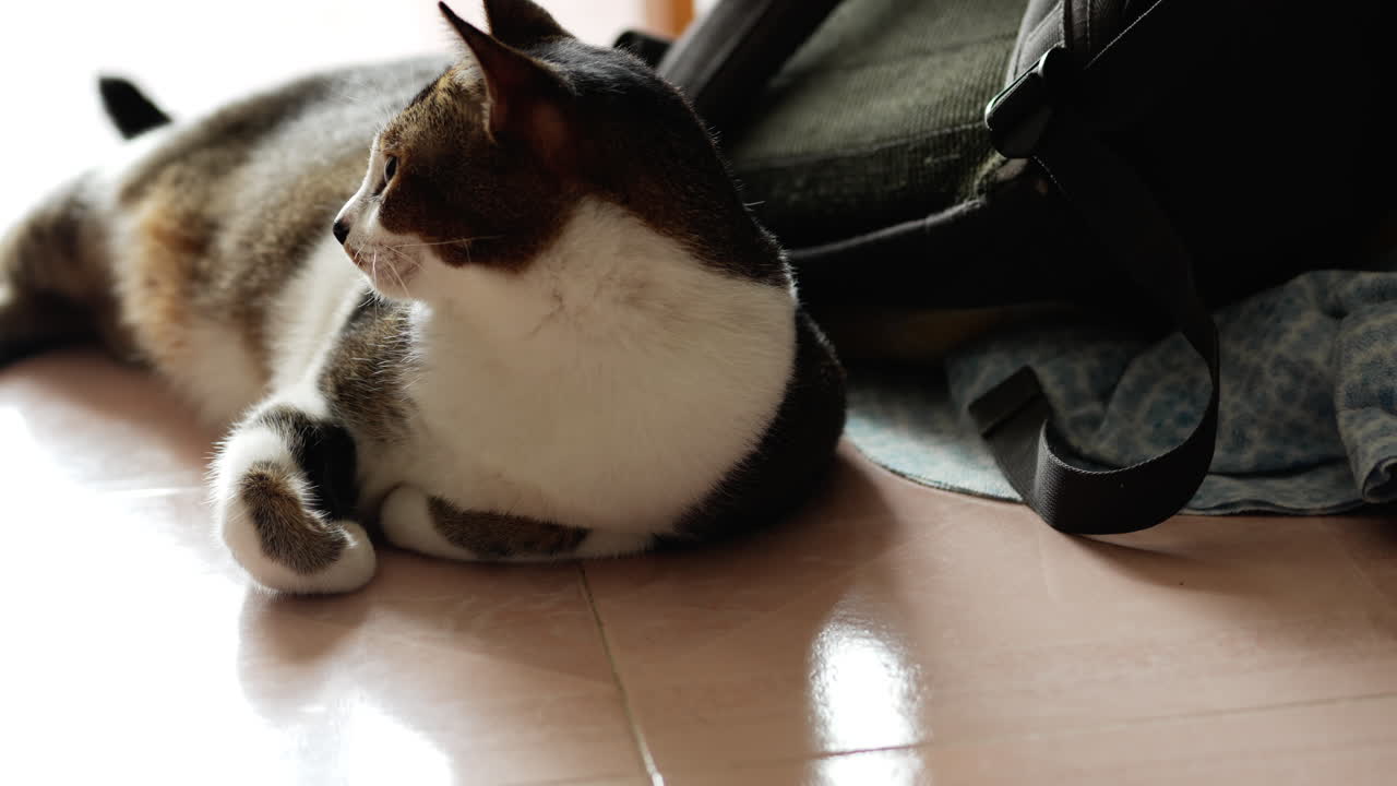 흰색과 검은색 털을 가진 고양이 얼굴의 측면