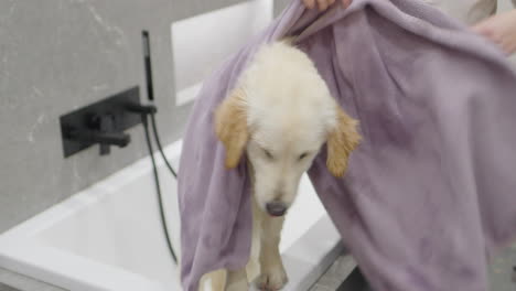 dog getting a bath