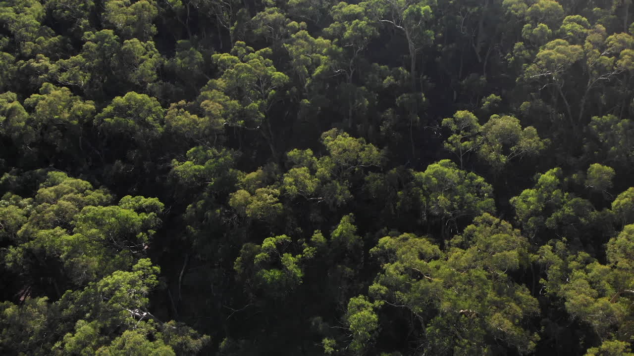 Green treetops of dense forest, aerial fly over