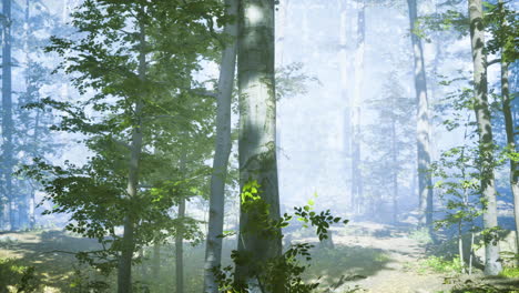 misty forest with tall trees and soft light during a tranquil morning