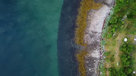 Turquoise-sea-water-alongside-colorful-seashore-of-brown-seaweed,-white-rocks---green-forest,-bird’s-eye-view