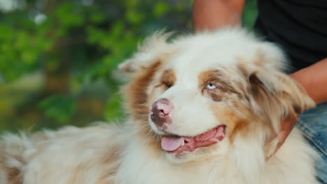 El-Hombre-Es-Divertido-Jugando-Con-Su-Perro-Videos-Graciosos-Con-Mascotas-Video-Slow-Moiotn