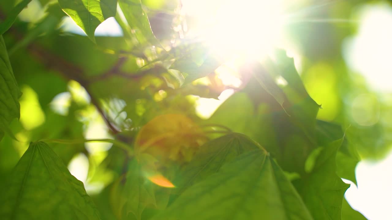 la luz del sol a través de las ramas