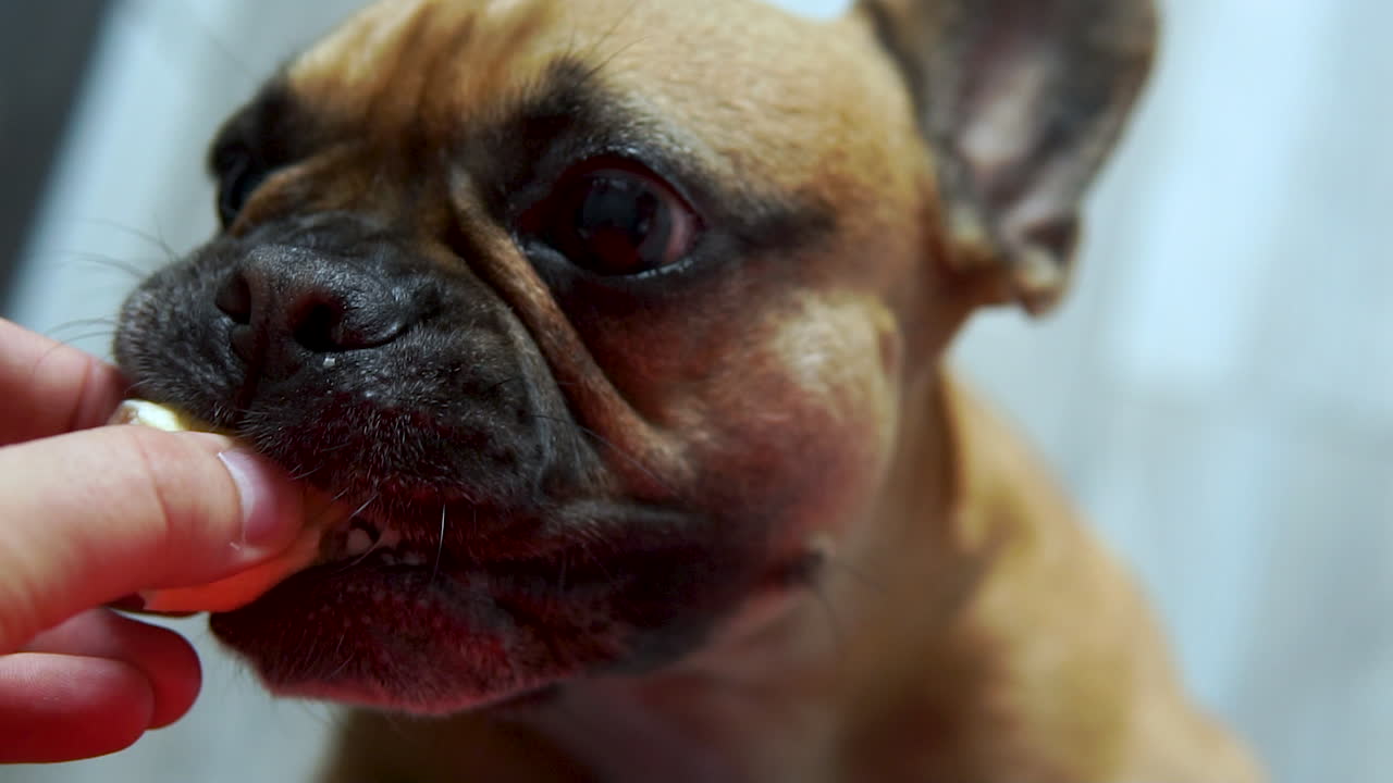 Nærbillede af fransk bulldog, der spiser en godbid fra en menneskehånd
