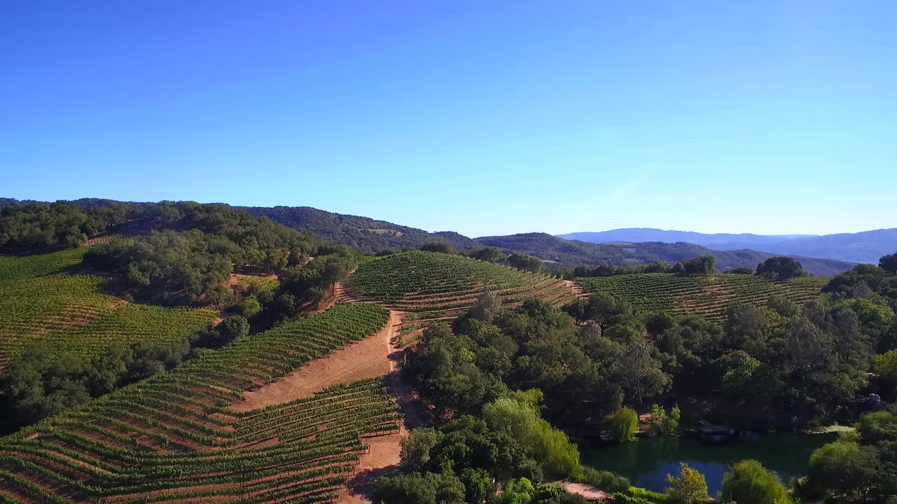 Veduta aerea su filari di vigneti nella contea di Sonoma, California settentrionale, con mongolfiere in lontananza 2