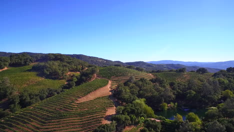 Una-Antena-Alta-Sobre-Hileras-De-Viñedos-En-El-Condado-De-Sonoma,-En-El-Norte-De-California,-Con-Globos-Aerostáticos-En-La-Distancia-2