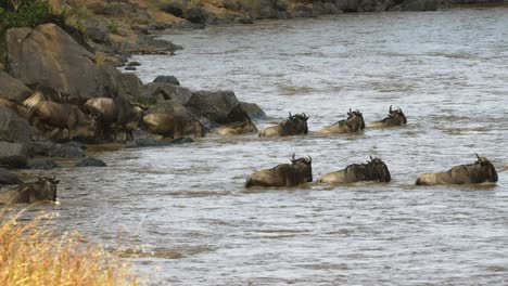 wildebeest crossing the mara river on their annual migration