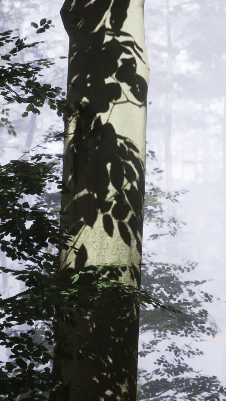 Foresta nebbiosa con la luce del sole che filtra tra gli alberi e le ombre sul tronco