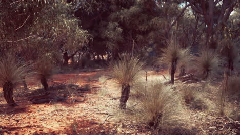 hiking trail through the bush at western australia