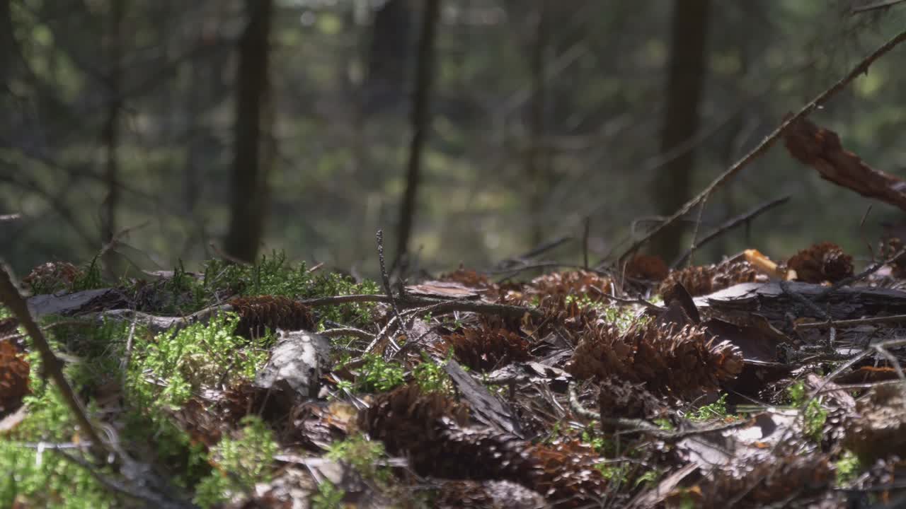 Close Up Of Fallen Pinecones In The Woods. Video Dolly Track Right