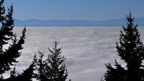 sea of clouds behind the pine trees in the mountain forest