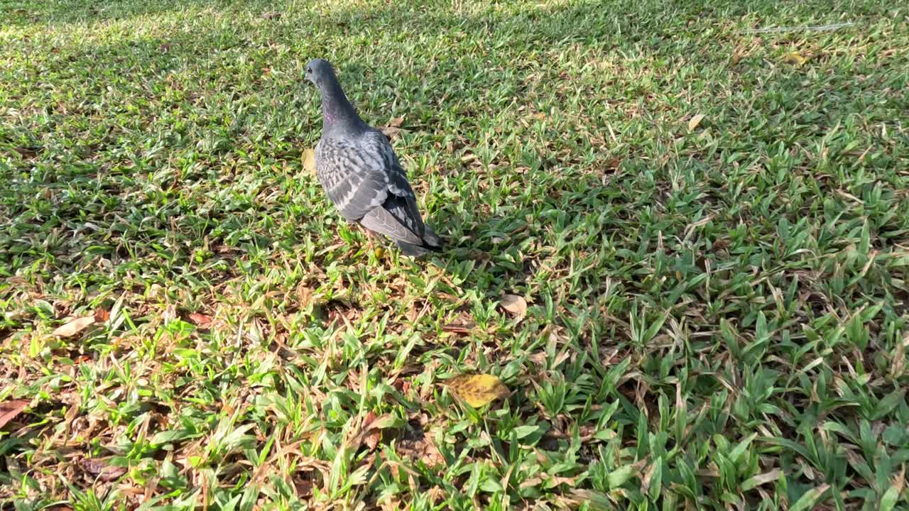 голубь ходит по траве, исследуя окружающую среду.