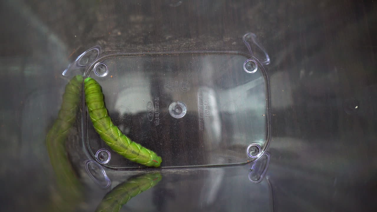 투명한 용기에 담긴 뚱뚱한 녹색 토마토 웜혼이 그 서식지를 탐험합니다