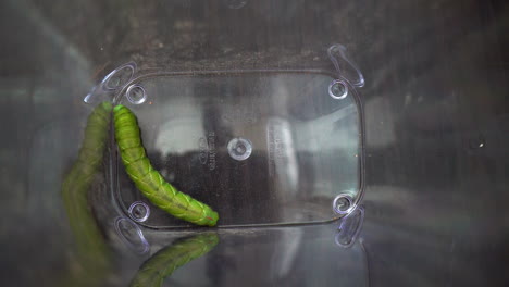 Un-Gusano-De-Tomate-Verde-Y-Gordo-En-Un-Recipiente-Transparente-Explora-Su-Hábitat