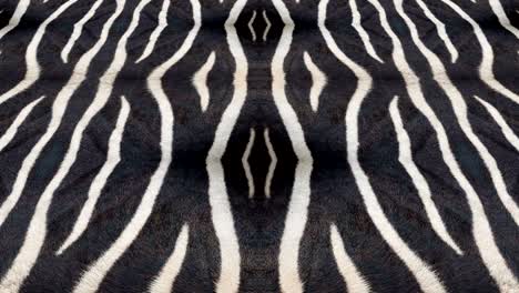 abstract rolling background based on zebra stripes.