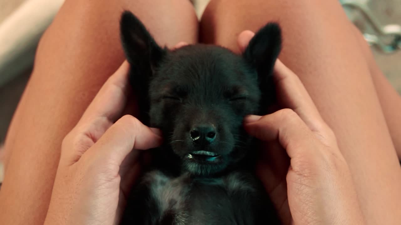 cerca de un cachorro negro dormido recibiendo un suave masaje facial