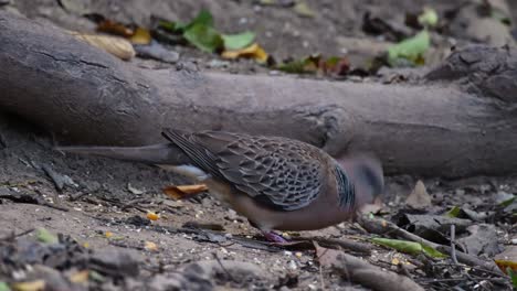 Feeding-on-the-ground-while-facing-to-the-right-as-seen-deep-in-the-forest,-Eastern-Spotted-Dove-Spilopelia-chinensis,-Thailand