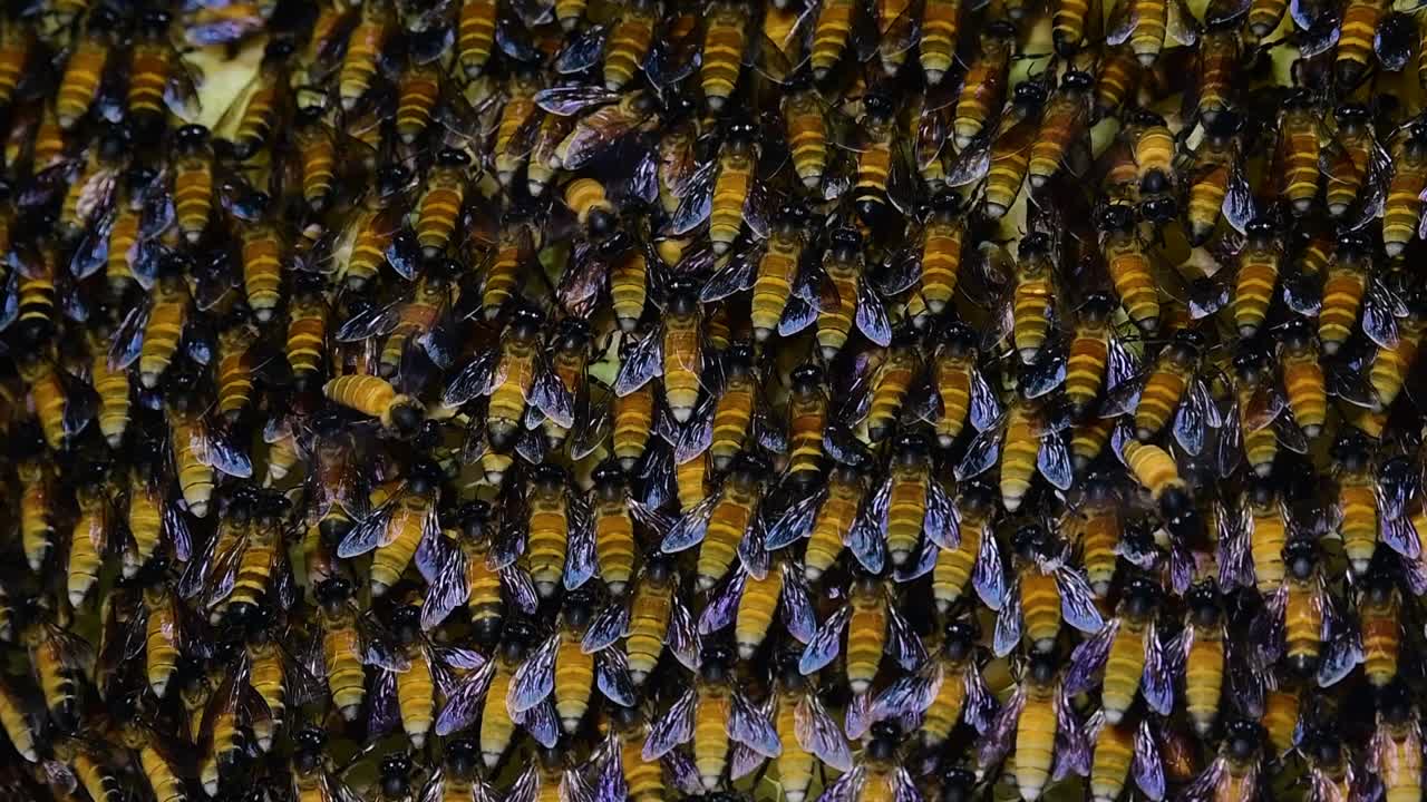 se sabe que las abejas melíferas gigantes construyen grandes colonias de nidos con bolsillos simétricos hechos de cera para almacenar miel como fuente de alimento.