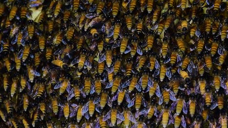 Se-Sabe-Que-Las-Abejas-Melíferas-Gigantes-Construyen-Grandes-Colonias-De-Nidos-Con-Bolsillos-Simétricos-Hechos-De-Cera-Para-Almacenar-Miel-Como-Fuente-De-Alimento.