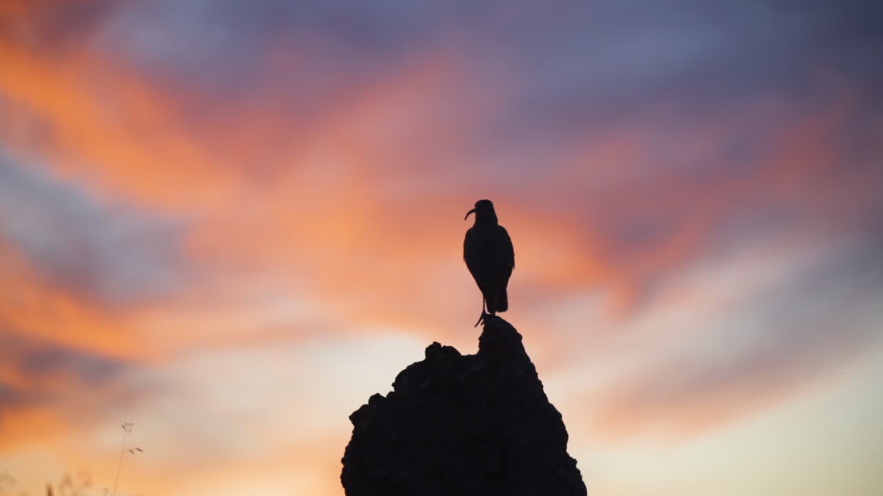 Silhouette Of Bird Perched On A Rock Against A Dramatic Sunset Sky - Midnight Sun in Iceland. - static shot