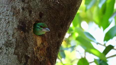 la cabeza fuera de su madriguera mientras mira a su alrededor mientras la cámara se aleja, barbet psilopogon incognitus de bigote, tailandia