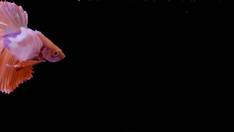 the colorful siamese elephant ear fighting fish betta splendens, also known as thai fighting fish or betta, a popular aquarium fish in super slow motion on isolated black background