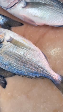 close-up of fresh fish on display