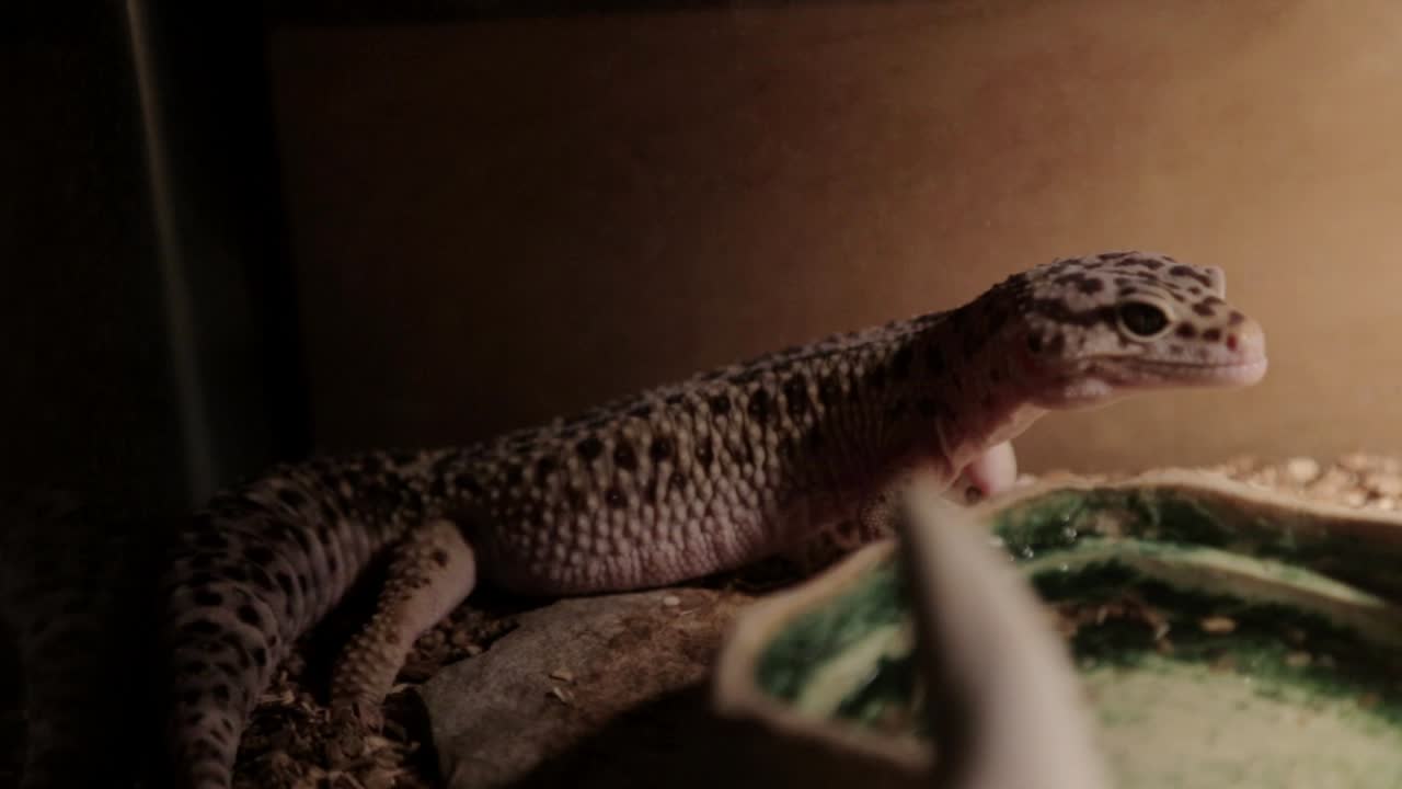 인클로저에 있는 표범 도마뱀