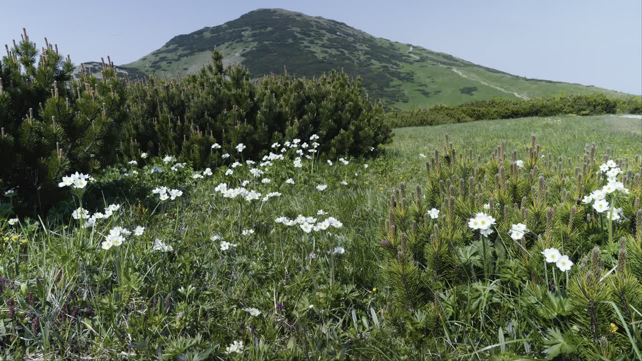anémona creciendo en un prado de montaña