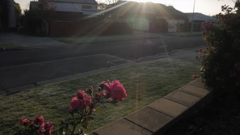 Rosa-Rosenstrauch-Bei-Sonnenuntergang-An-Einem-Frostigen-Morgen